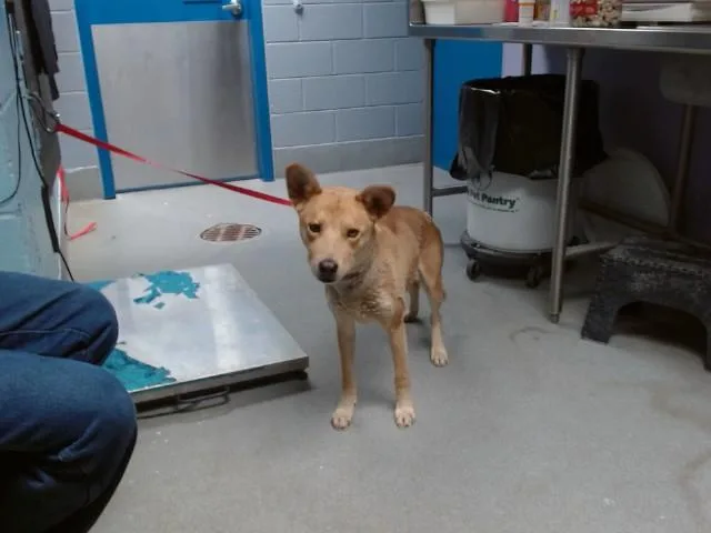 An adult medium-sized male Australian Kelpie dog named Lysander for adoption in Albuquerque, NM