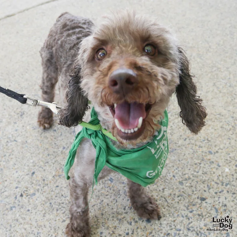 An adult small-sized male Shih Tzu dog named Yeti for adoption in Washington, DC