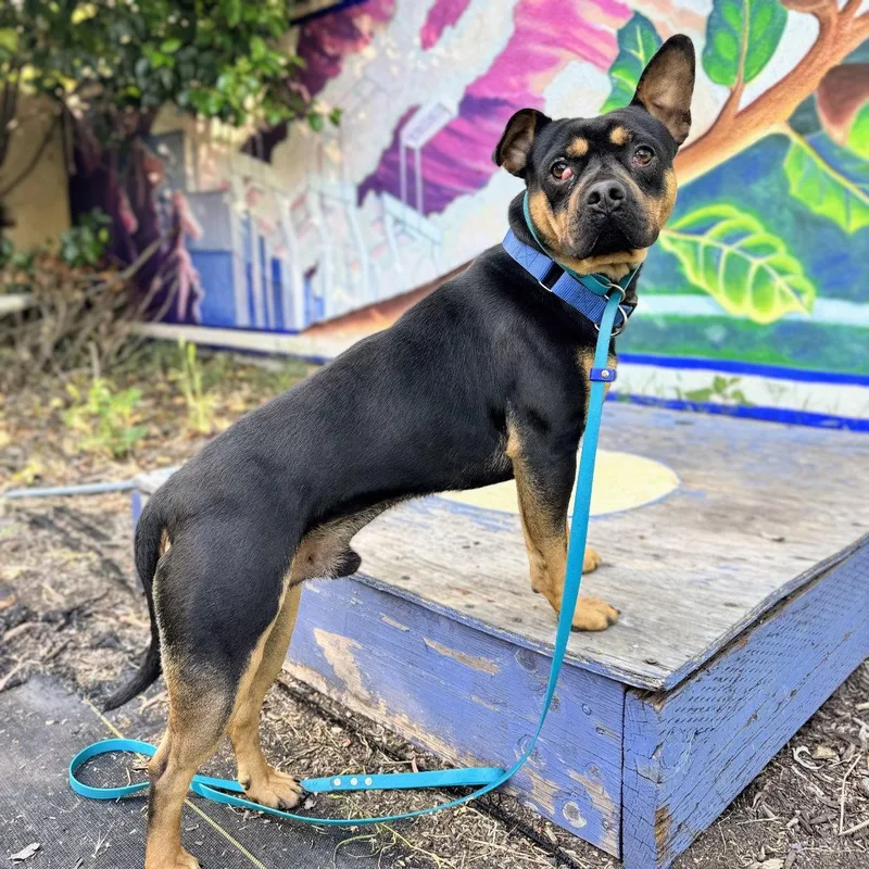 A young medium-sized male Mixed Breed dog named Idris for adoption in Oakland, CA