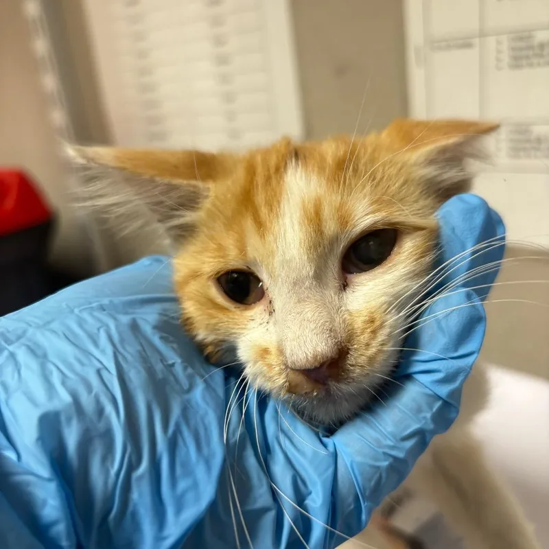 A baby small-sized male Orange / Red Domestic Medium Hair cat named Seinco for adoption in Yuma, AZ