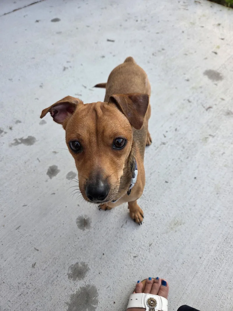 An adult small-sized male Chihuahua dog named Joaquin for adoption in Virginia Beach, VA
