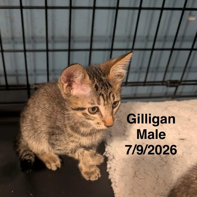 A baby small-sized male Brown / Chocolate Domestic Short Hair cat named Gilligan for adoption in League City, TX