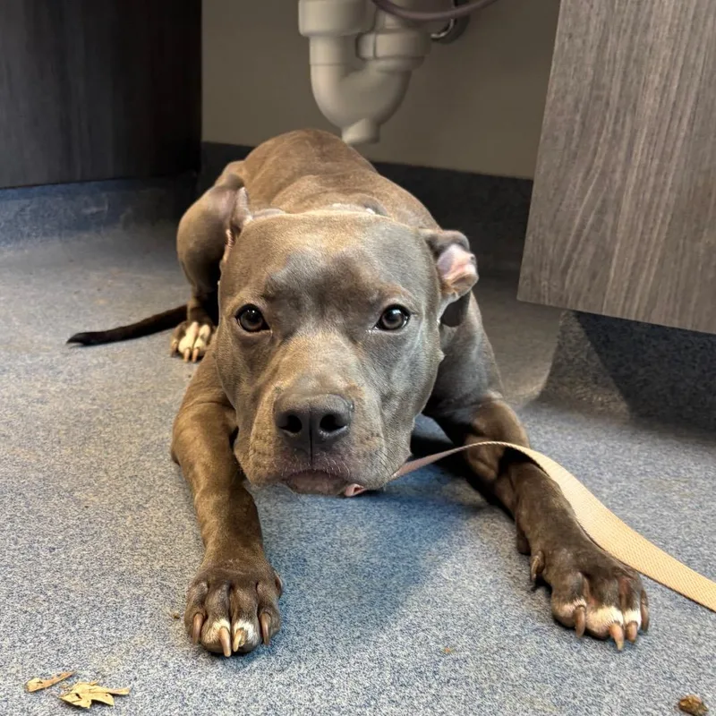 A young medium-sized female Gray / Blue / Silver Pit Bull Terrier dog named Honey Bee for adoption in St Joseph, MO