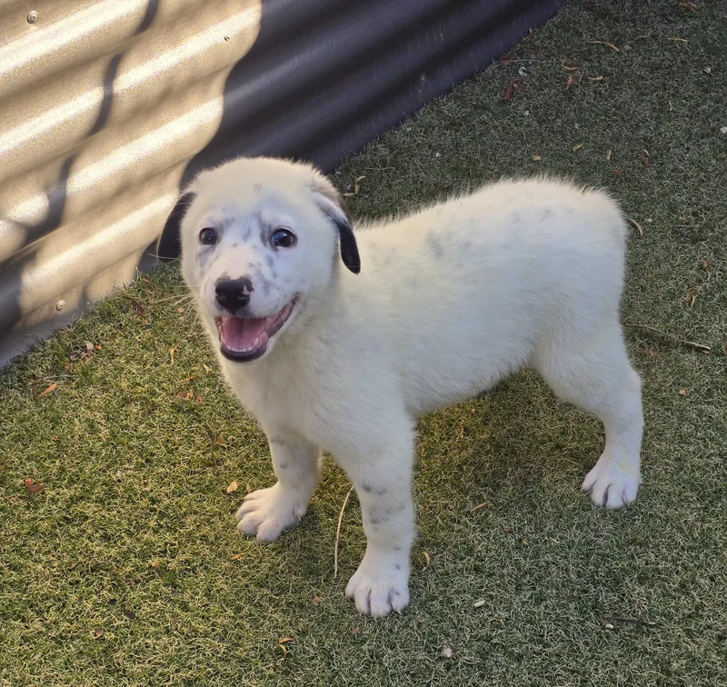 A baby medium-sized male Australian Cattle Dog / Blue Heeler dog named Slate for adoption in Apache Junction, AZ