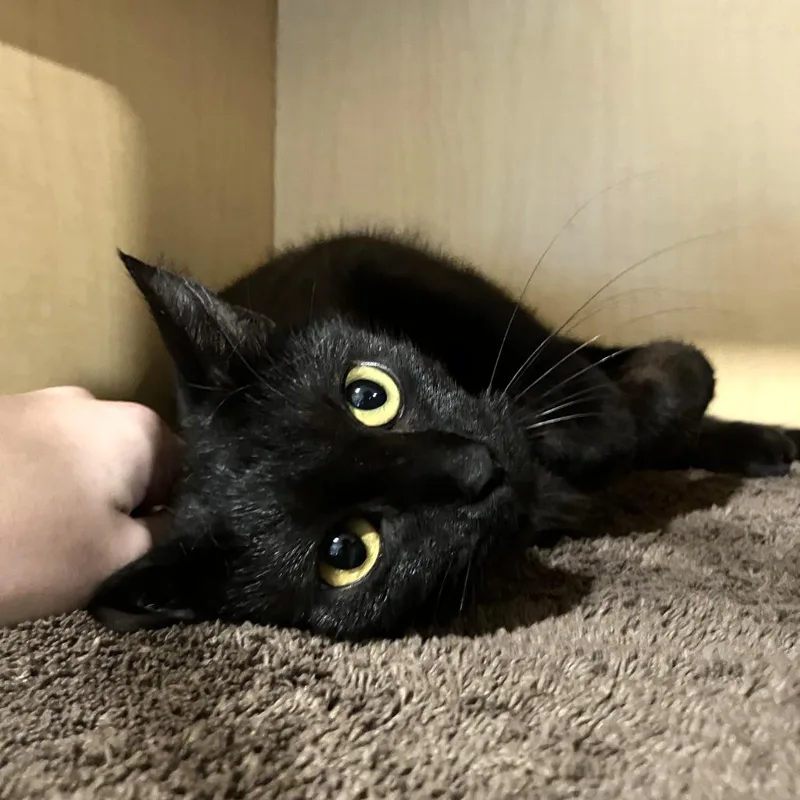 A young medium-sized female Black Domestic Short Hair cat named Mamma Mia for adoption in Washington Township, OH