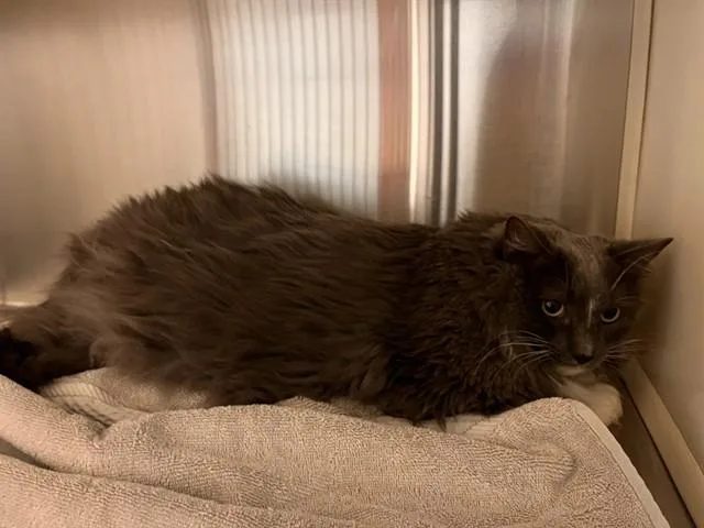 An adult medium-sized female Domestic Long Hair cat named Phoebe for adoption in Colorado Springs, CO