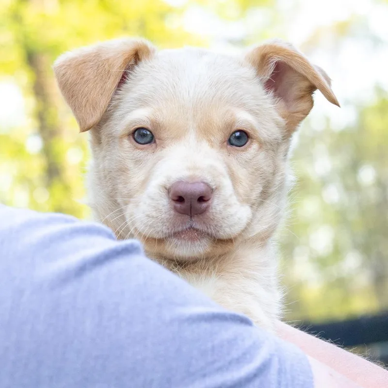 A baby medium-sized female Yellow / Tan / Blond / Fawn American Bulldog dog named Meadowavail for adoption in West Grove, PA