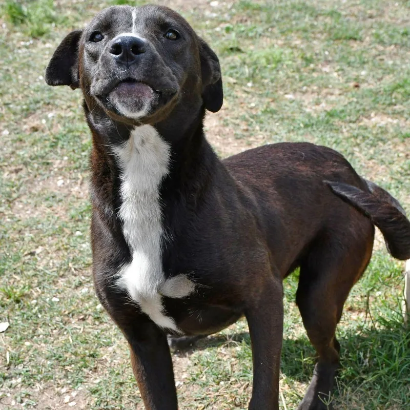 An adult medium-sized female Black Pit Bull Terrier dog named Dandelion for adoption in Beaumont, TX