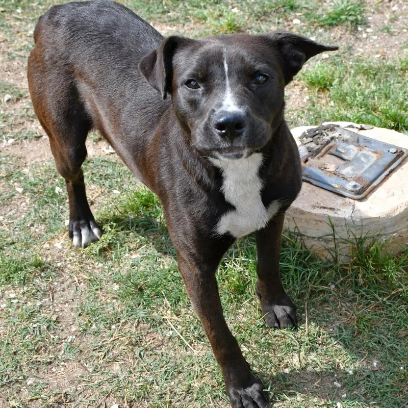 Dandelion thumbnail 2