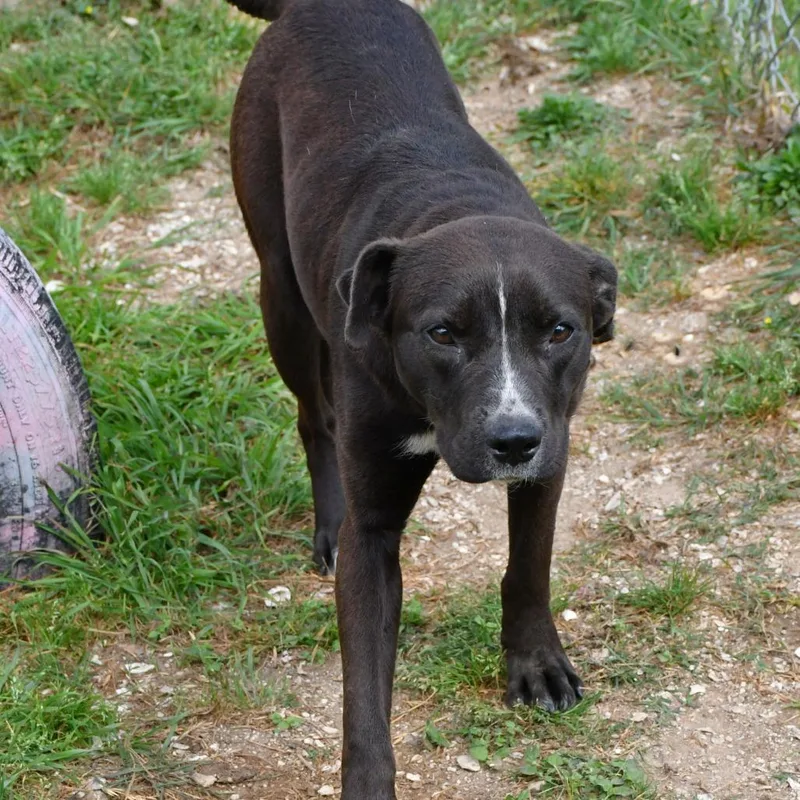 Dandelion thumbnail 3