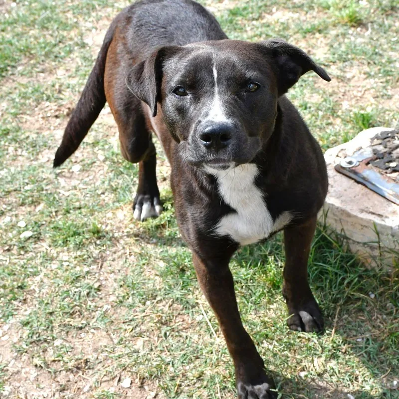 Dandelion thumbnail 4