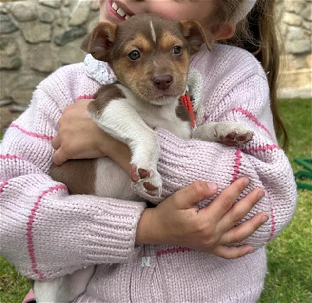 A baby small-sized male Chihuahua dog named Tiger for adoption in Tustin, CA