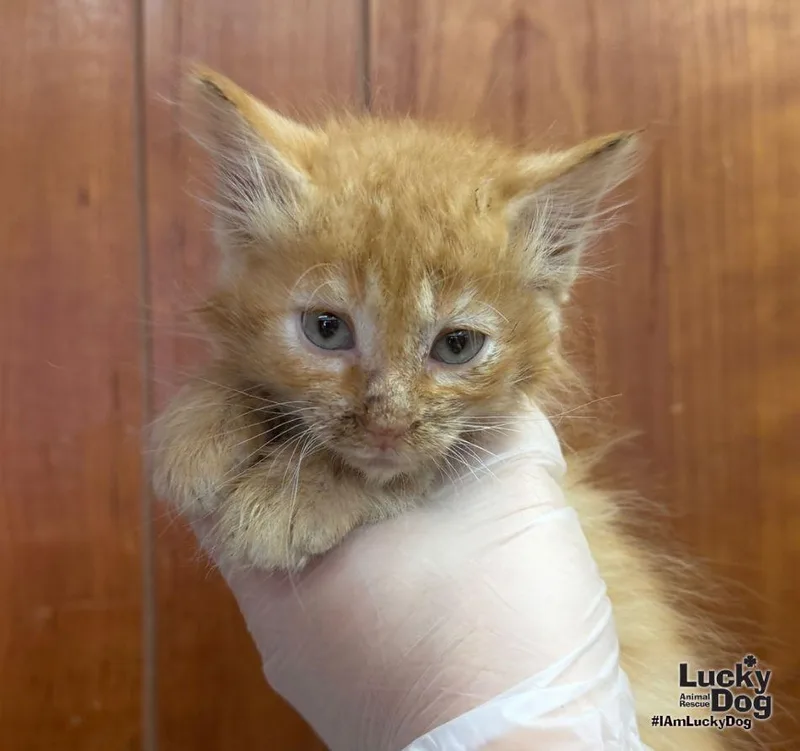 A baby medium-sized female Orange / Red Domestic Medium Hair cat named Tansy for adoption in Washington, DC