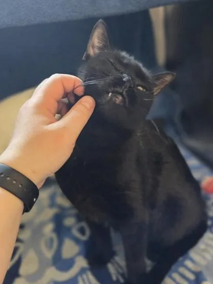A senior medium-sized female Domestic Short Hair cat named Athena for adoption in Westland, MI