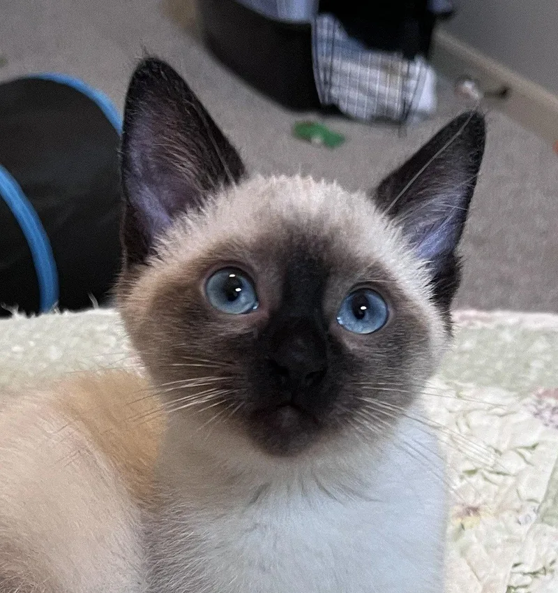 A baby medium-sized female Buff / Tan / Fawn Siamese cat named Galaga for adoption in Shawnee, KS