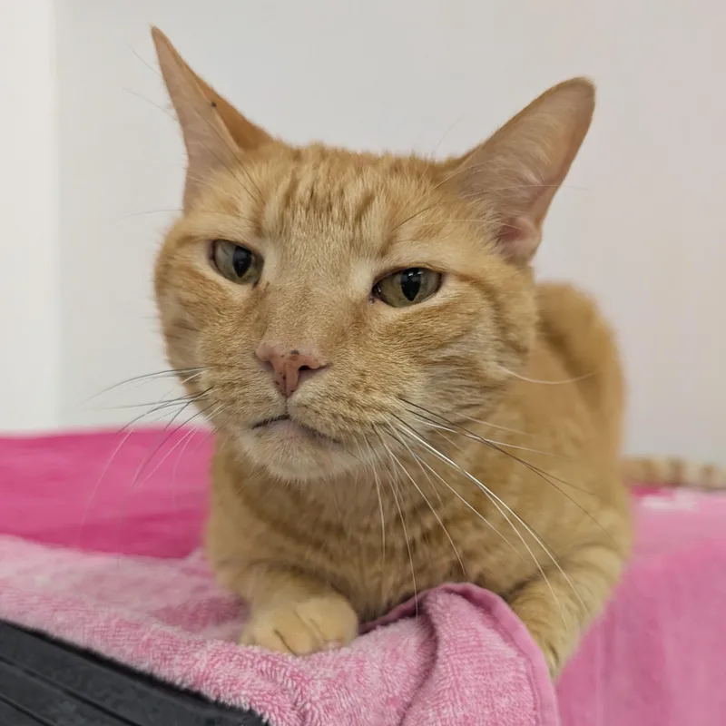 An adult medium-sized male Tabby (Orange / Red) Domestic Short Hair cat named Ryan for adoption in West Palm Beach, FL