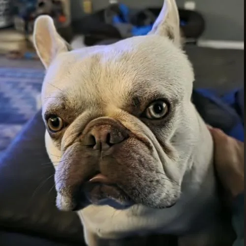 Theo thumbnail 3