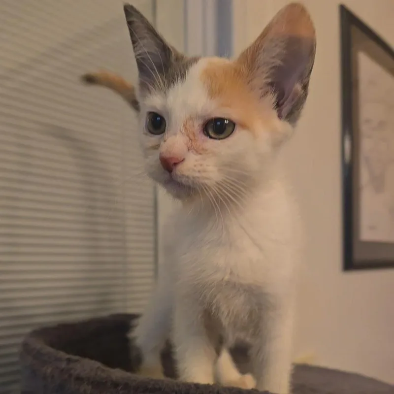A baby small-sized female Calico Domestic Short Hair cat named Baby for adoption in Jarrettsville, MD