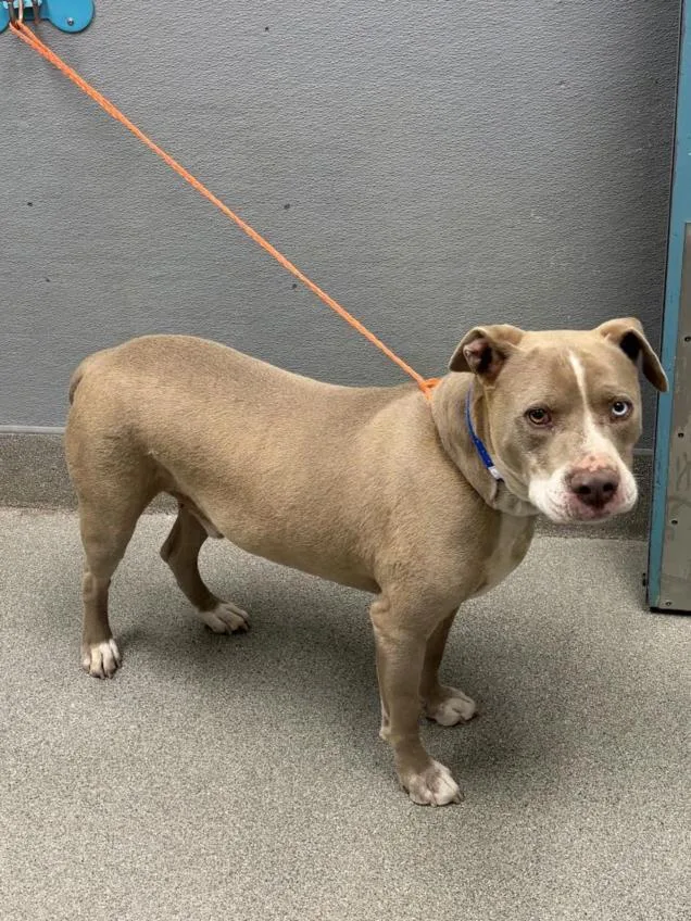 An adult medium-sized male Pit Bull Terrier dog named Rukus for adoption in Las Vegas, NV