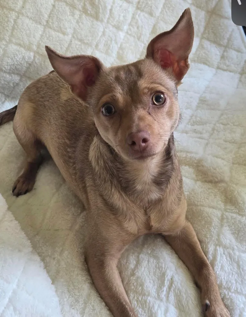 An adult small-sized female Chihuahua dog named Bunny for adoption in Lexington, KY