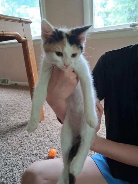 A baby medium-sized female Domestic Short Hair cat named Chip for adoption in Johnson City, TN