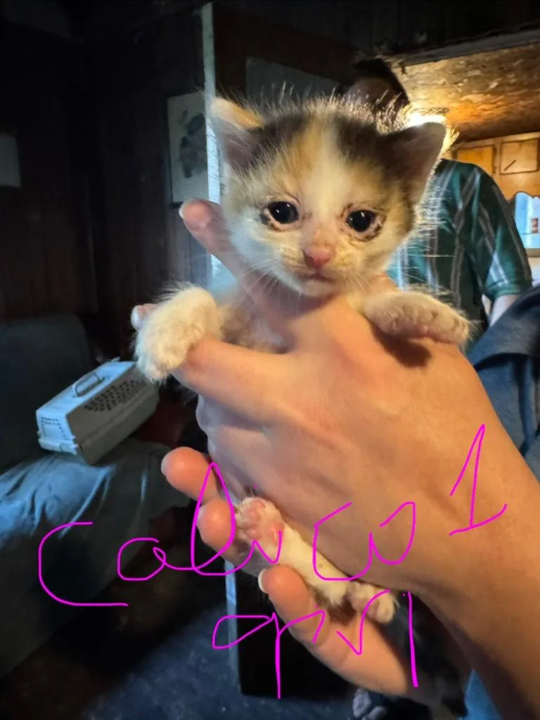 Chip thumbnail 2