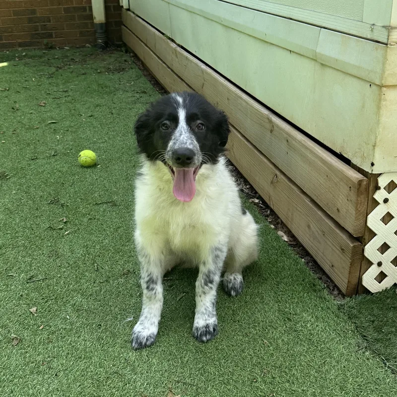 A baby medium-sized female Australian Shepherd dog named Lila for adoption in Suffield, CT