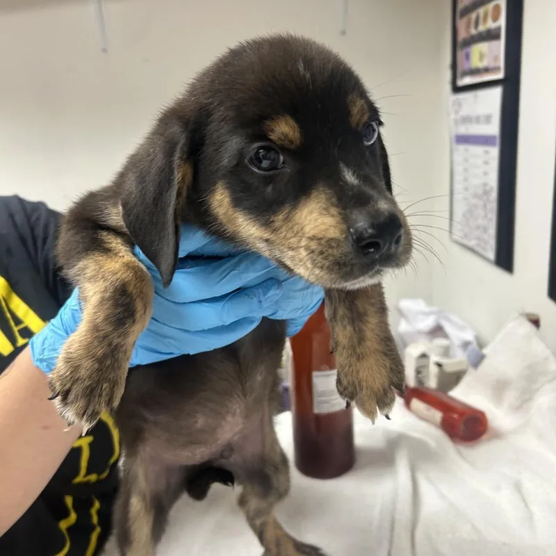 A baby small-sized male Brown / Chocolate Shepherd dog named Morgan for adoption in Parrish, AL