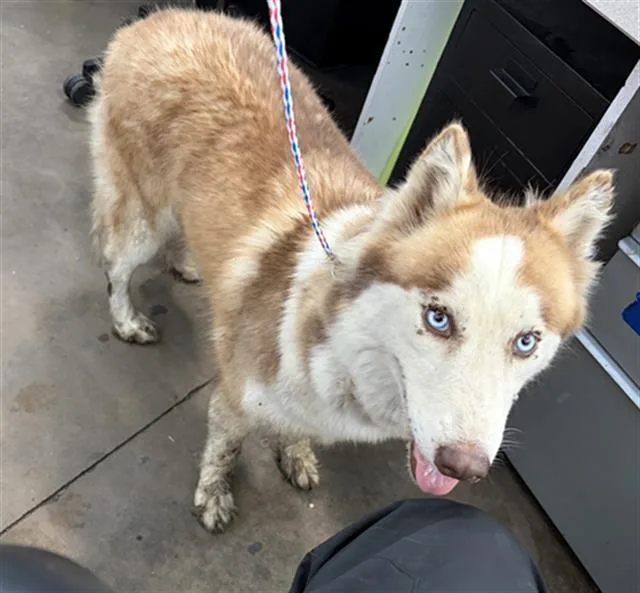 An adult large-sized female Mixed Breed dog named Eileen for adoption in Dallas, TX