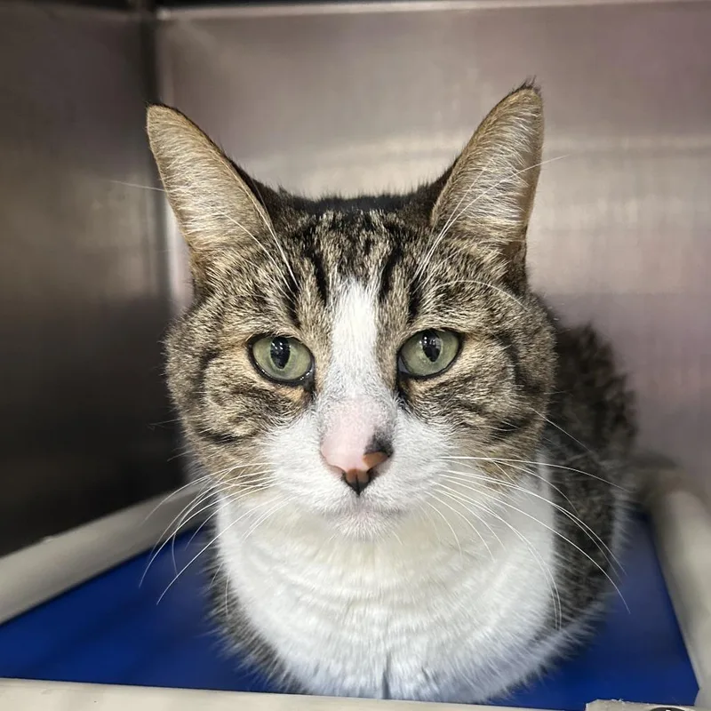 An adult medium-sized male White Domestic Short Hair cat named Damon for adoption in Newark, NJ