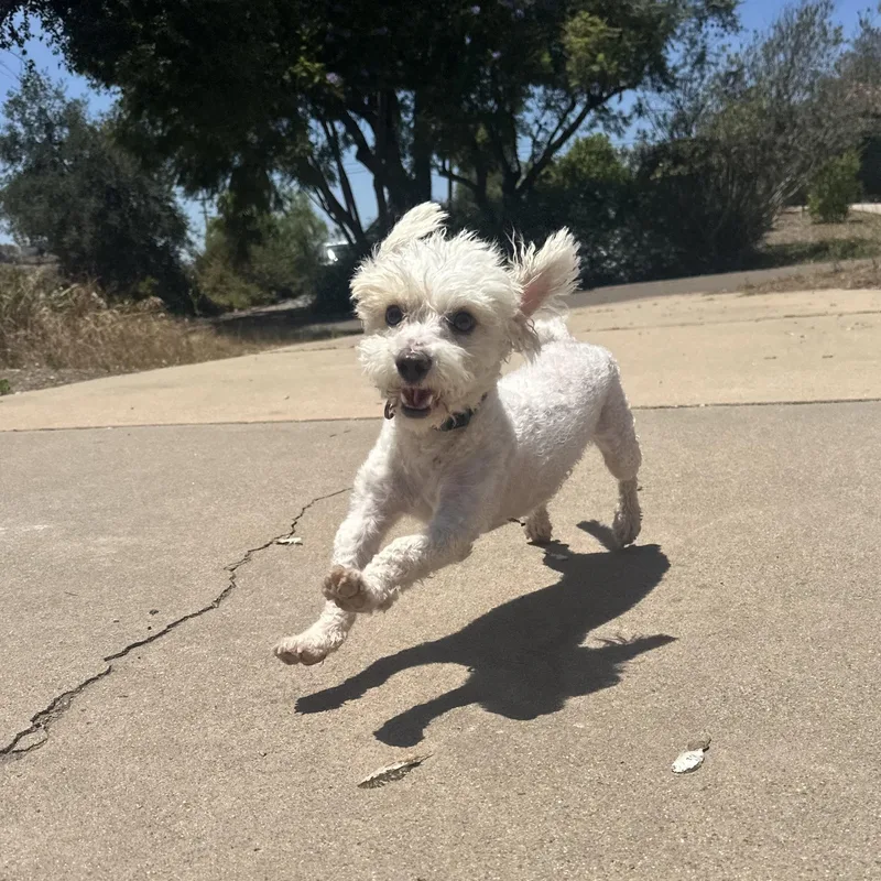A young small-sized male Maltipoo dog named Michael for adoption in San Diego, CA