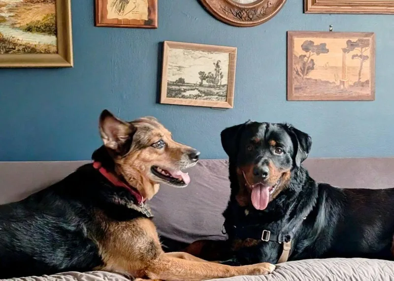 An adult extra large-sized male Rottweiler dog named Rowdy Zane for adoption in Alpharetta, GA