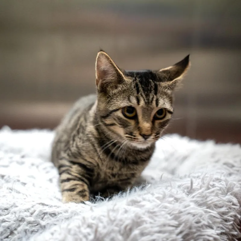 A baby small-sized male Domestic Short Hair cat named Tiger for adoption in Gainesville, GA