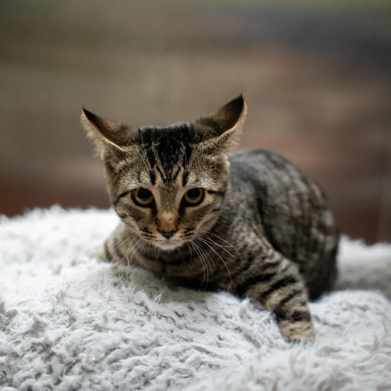 Tiger thumbnail 2