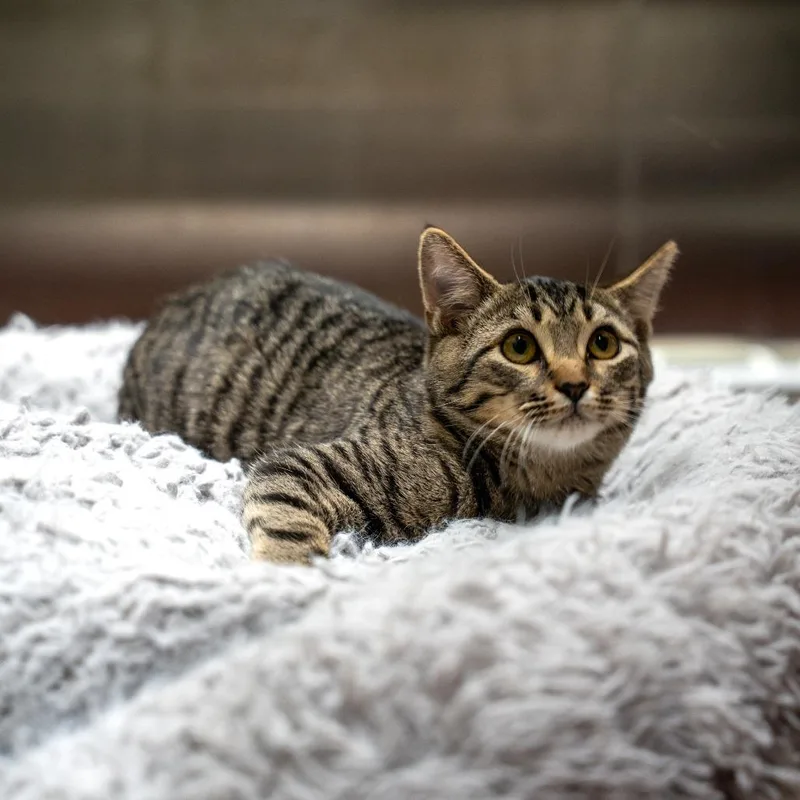 Tiger thumbnail 4