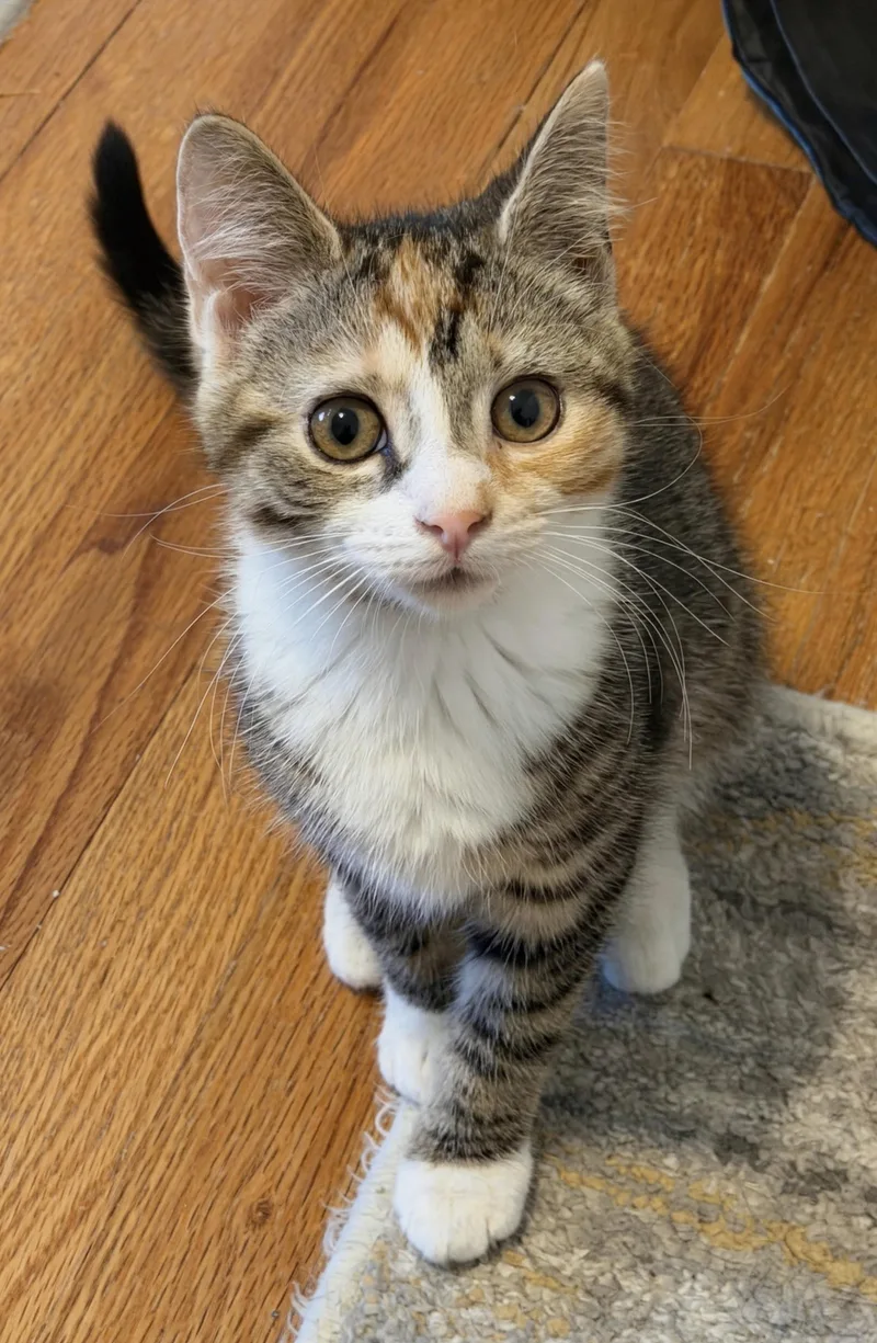 A baby medium-sized female Calico Domestic Short Hair cat named Gloria for adoption in Allentown, NJ