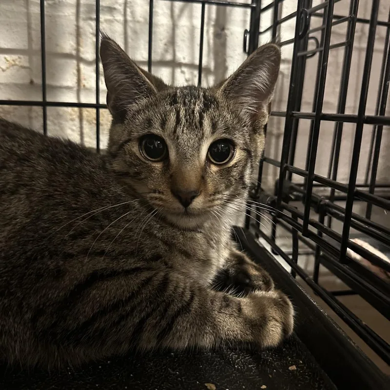 A baby medium-sized male Brown / Chocolate Domestic Short Hair cat named Boozled for adoption in Mount Laurel, NJ