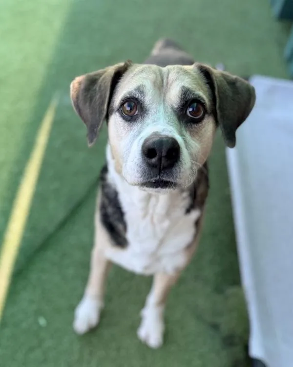 A senior medium-sized male Beagle dog named Harvey for adoption in Canton, GA