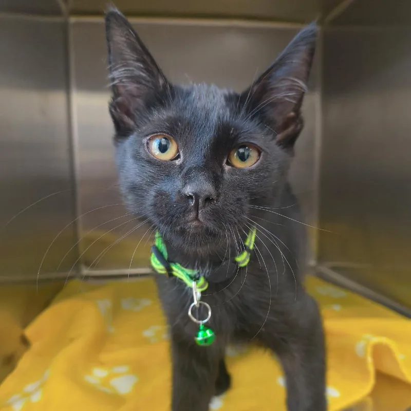 A baby small-sized male Black Domestic Short Hair cat named Salsa for adoption in Las Vegas, NV