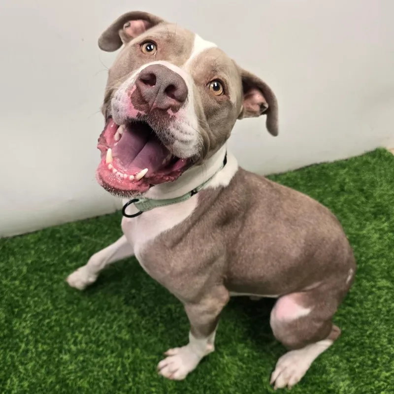 An adult medium-sized male Gray / Blue / Silver Pit Bull Terrier dog named Orlin for adoption in Columbia, MO