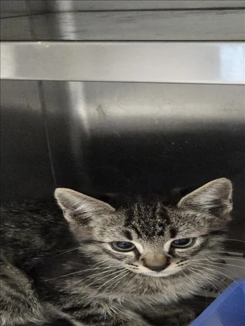 A baby small-sized male Domestic Short Hair cat named Ribeye for adoption in Los Angeles, CA