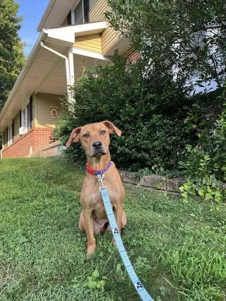 Minnie Mouse thumbnail 3