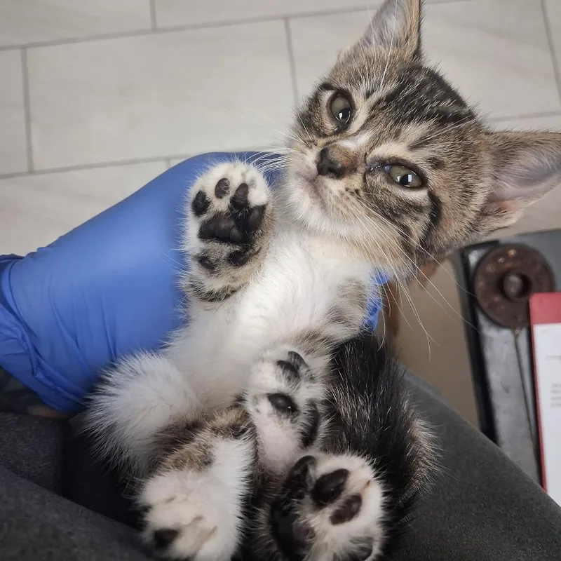 A baby small-sized female Brown / Chocolate Domestic Short Hair cat named Dee Dee for adoption in Lufkin, TX