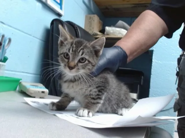 A baby small-sized male Domestic Short Hair cat named Rayon for adoption in Albuquerque, NM