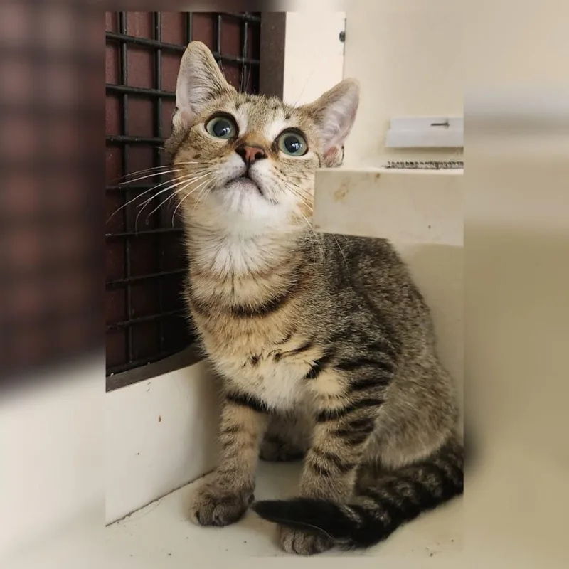 A baby small-sized male Brown / Chocolate Domestic Short Hair cat named Newton for adoption in Toledo, OH