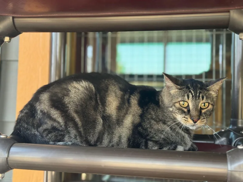 A senior medium-sized male Tabby (Brown / Chocolate) Domestic Short Hair cat named Ralph for adoption in Okanogan, WA
