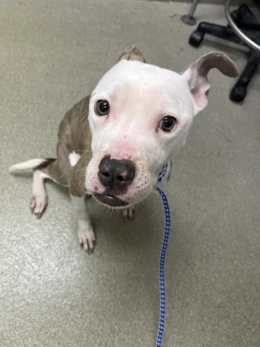 An adult medium-sized female Pit Bull Terrier dog named Beautiful for adoption in Las Vegas, NV