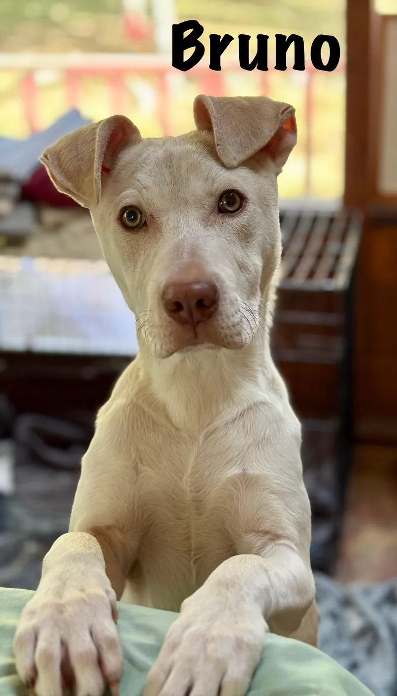 Bruno thumbnail 3