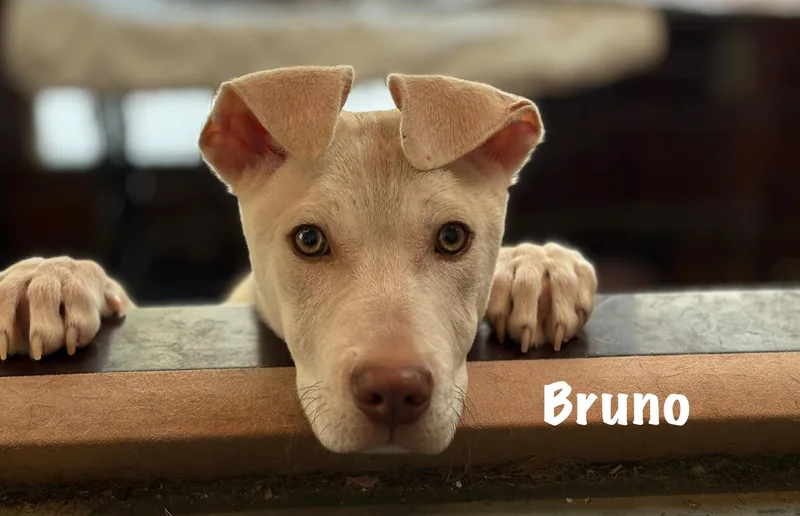 Bruno thumbnail 6