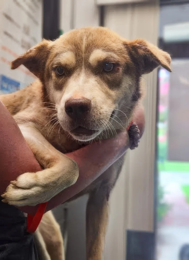 An adult medium-sized female Gray / Blue / Silver Mixed Breed dog named Fuzzy for adoption in Nashville, TN